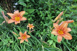 Hemerocallis fulva (1) (1200 x 900)2